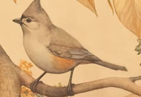Titmouse