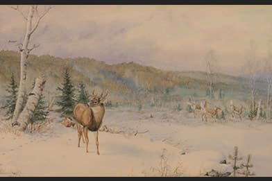 Allan Brooks Artwork for Sale Deer in Landscape